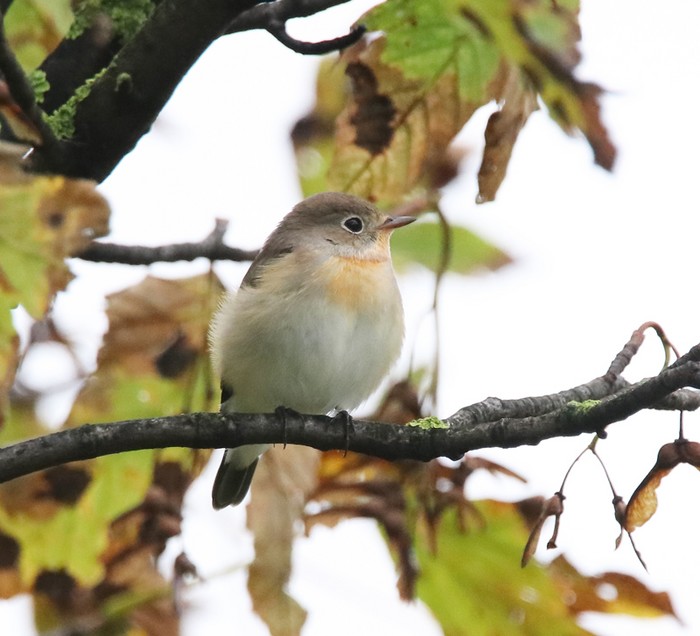 Red-breasted Flycatcher