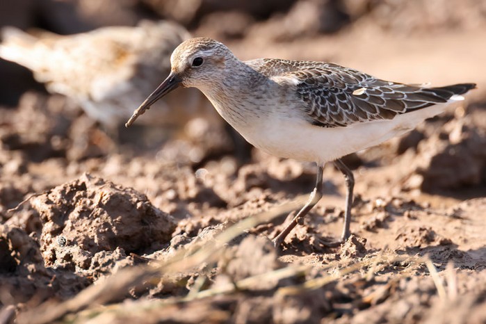 Curlew Sandpiper