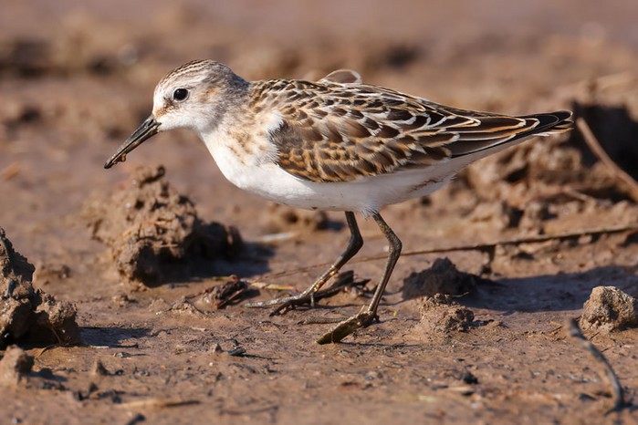 Little Stint