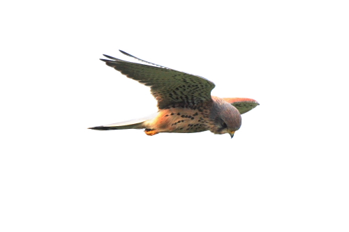 Kestrel