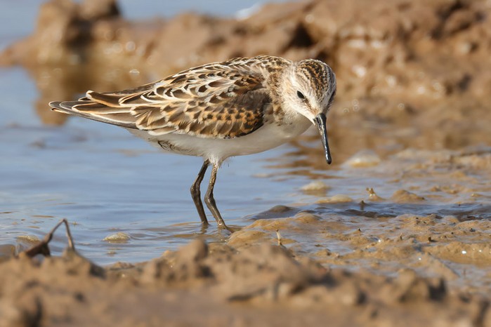 Little Stint