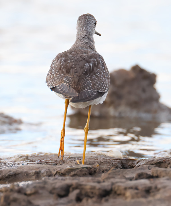 Lesser Yellowlegs