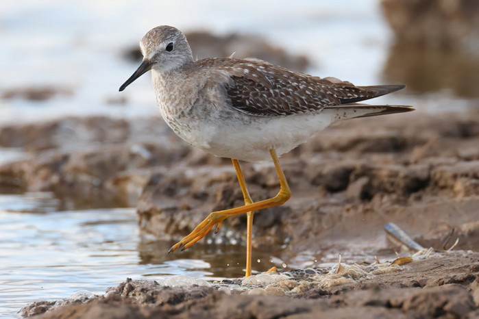 Lesser Yellowlegs