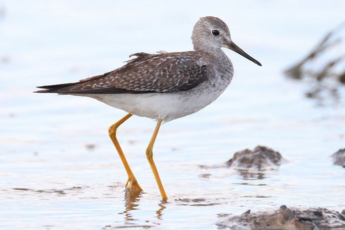 Lesser Yellowlegs