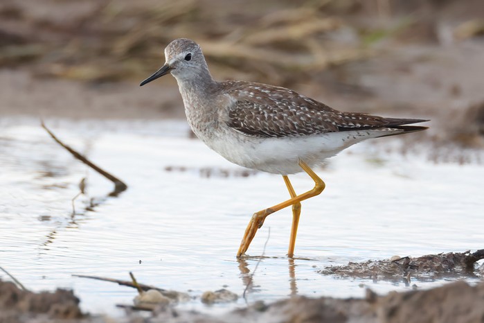 Lesser Yellowlegs