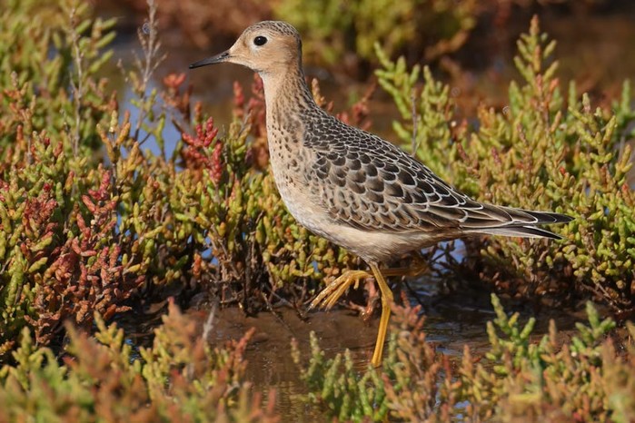 Buff-breasted Sandpiper