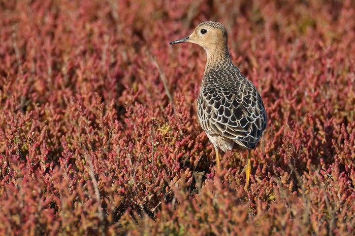 Buff-breasted Sandpiper
