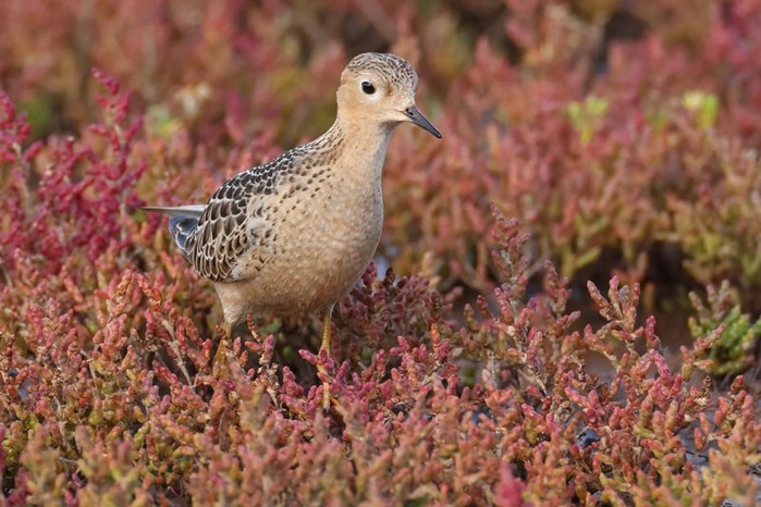 Buff-breasted Sandpiper