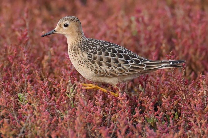 Buff-breasted Sandpiper