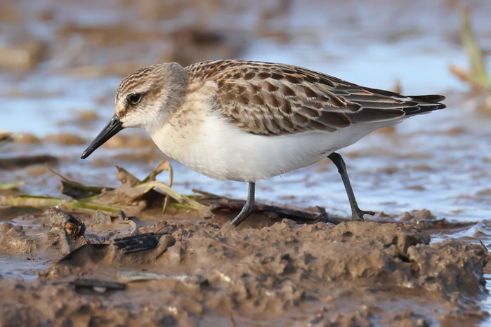 Semipalmated Sandpiper