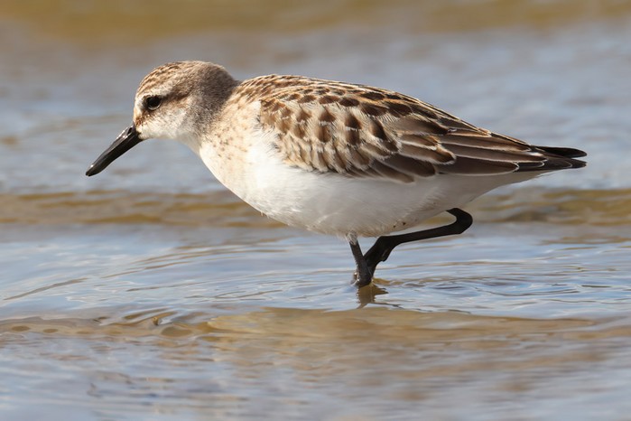 Semipalmated Sandpiper