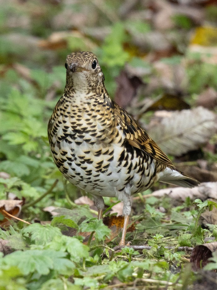 White's Thrush