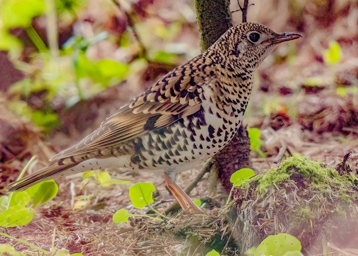 White's Thrush