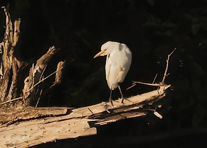 Cattle Egret