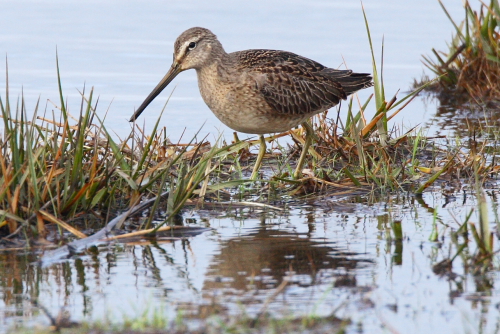 Long-billed Dowitcher