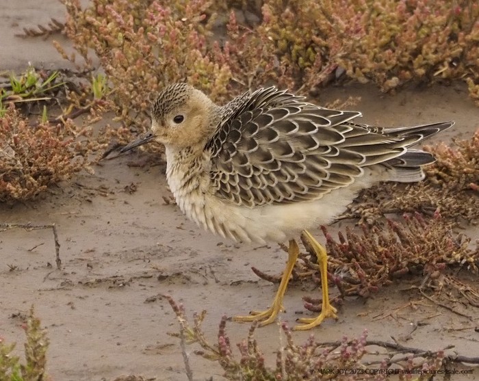Buff-breasted Sandpiper
