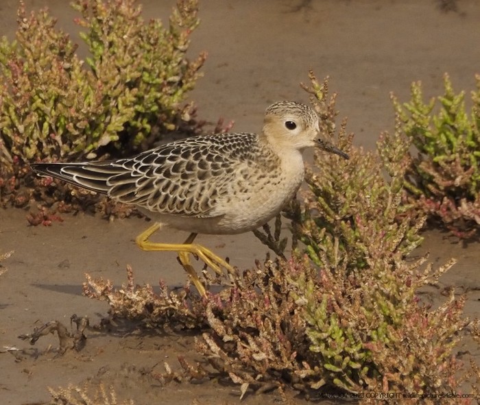 Buff-breasted Sandpiper