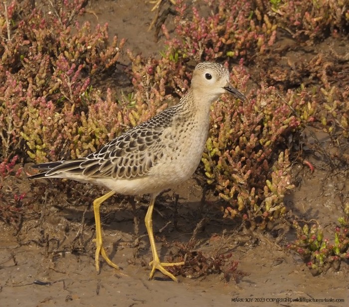 Buff-breasted Sandpiper