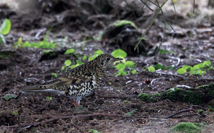 White's Thrush