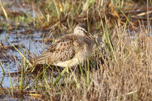 Long-billed Dowitcher