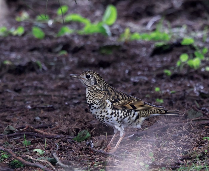 White's Thrush