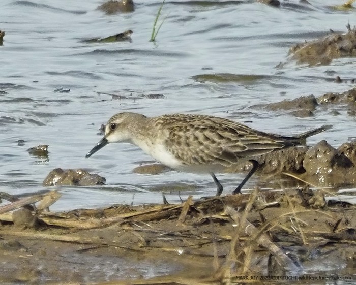 Semipalmated Sandpiper