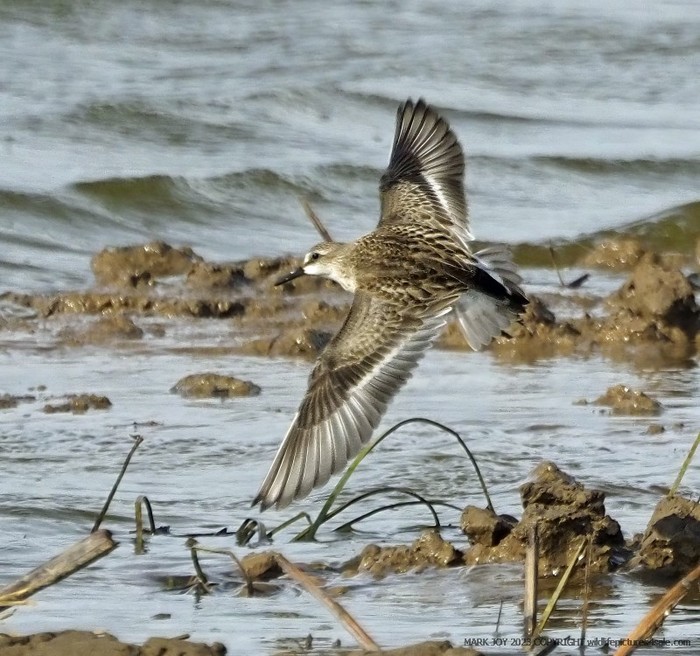 Semipalmated Sandpiper