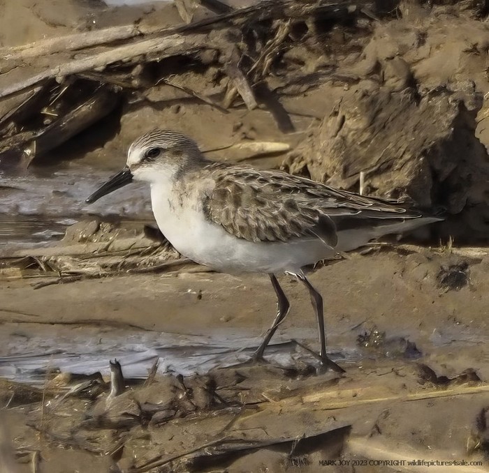 Semipalmated Sandpiper