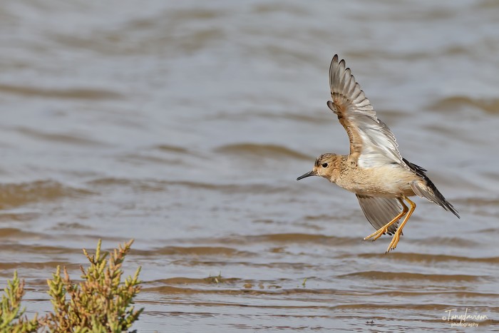 Buff-breasted Sandpiper