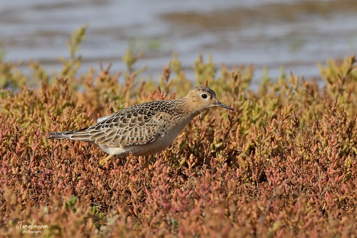Buff-breasted Sandpiper