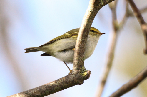 Pallas's Warbler