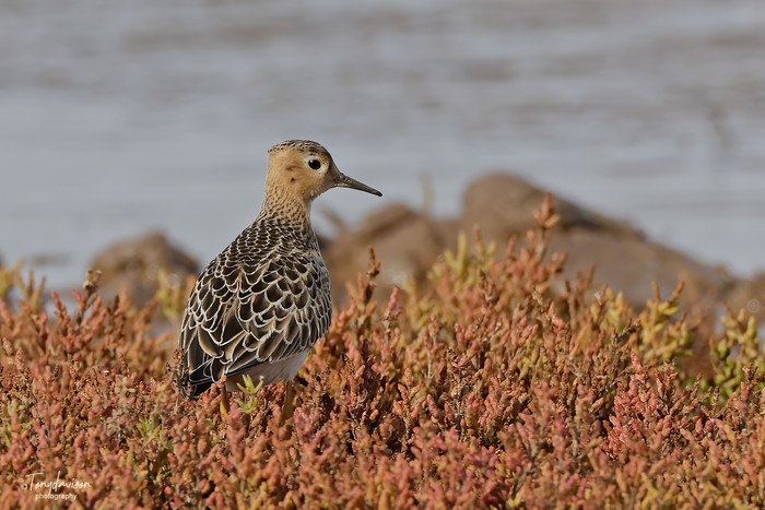 Buff-breasted Sandpiper