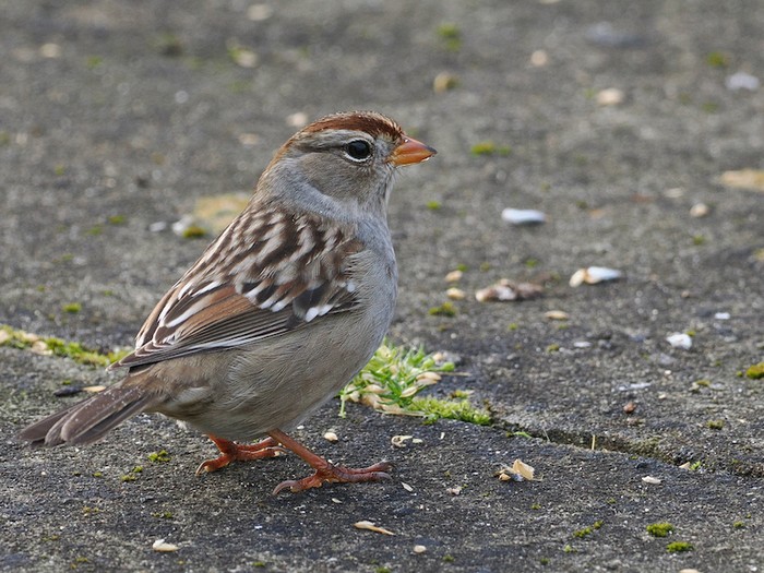 Eastern White-crowned Sparrow