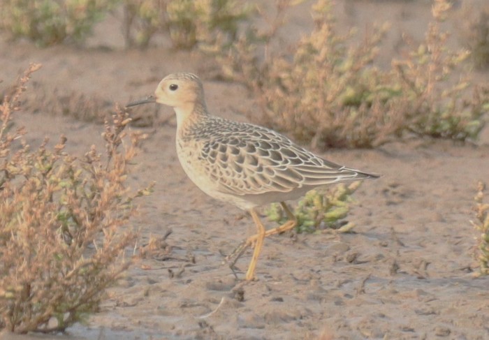 Buff-breasted Sandpiper