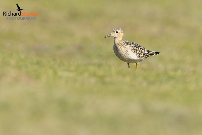 Buff-breasted Sandpiper