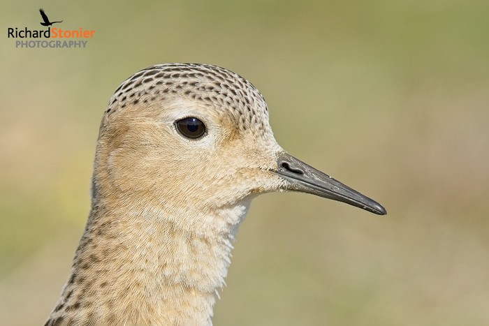 Buff-breasted Sandpiper