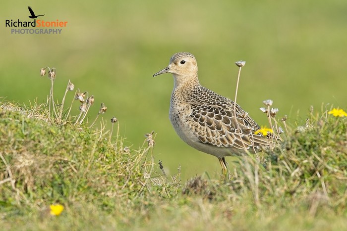 Buff-breasted Sandpiper