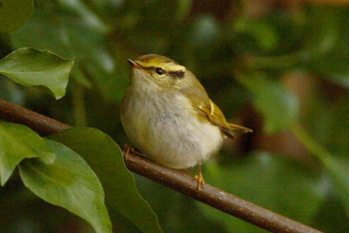 Pallas's Warbler