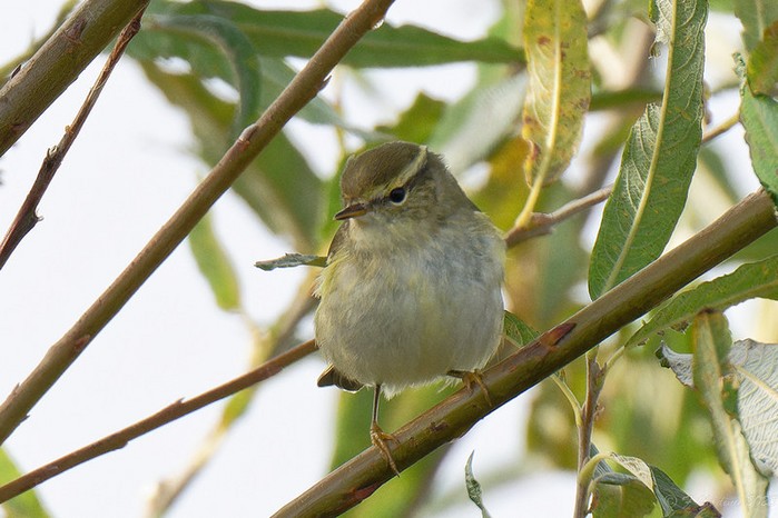Yellow-browed Warbler