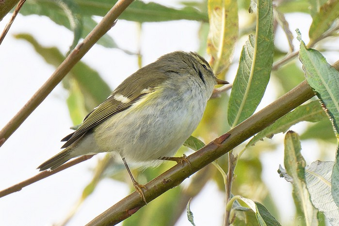Yellow-browed Warbler