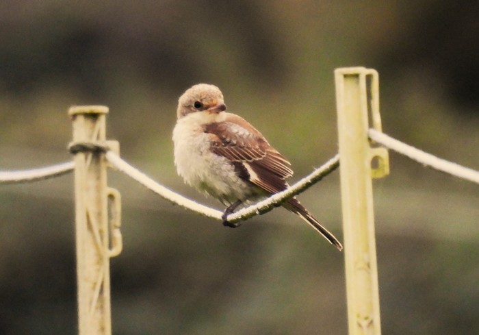 Woodchat Shrike