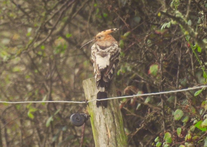 Hoopoe