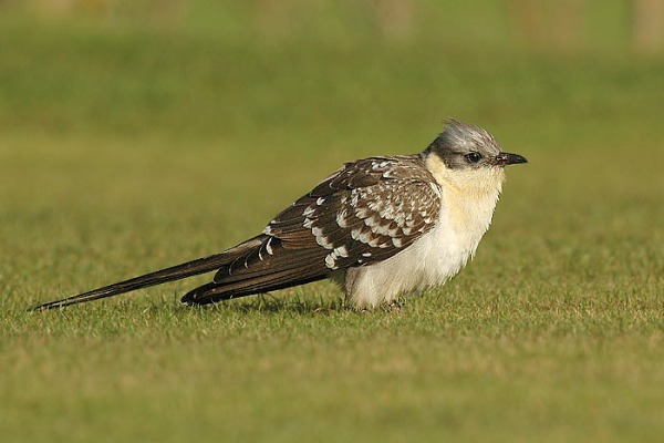 Great Spotted Cuckoo