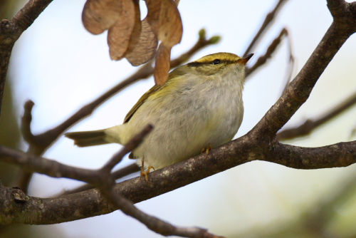 Pallas's Warbler