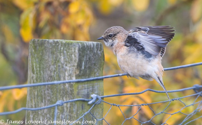 Siberian Stonechat
