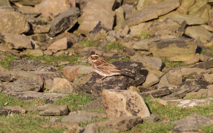 Rustic Bunting