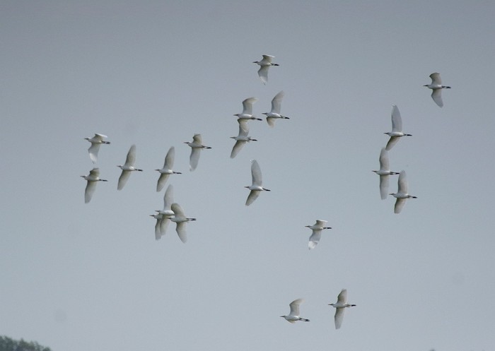 Cattle Egret