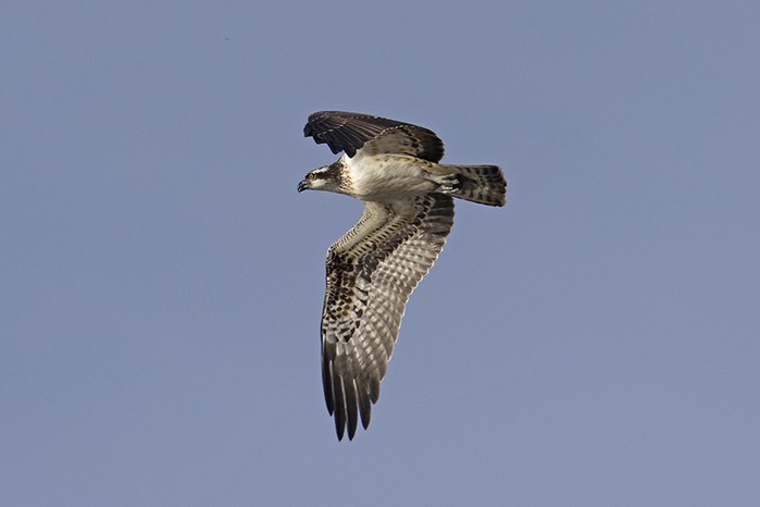 Osprey