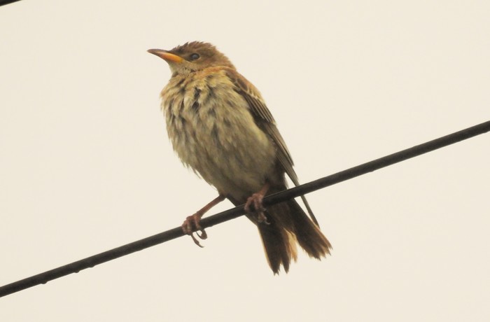 Rose-coloured Starling