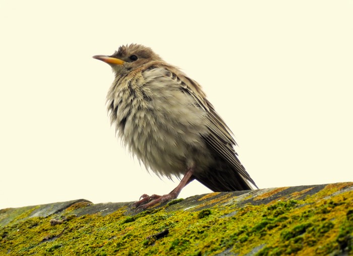 Rose-coloured Starling